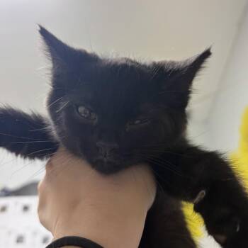 Liam -  Domestic Short Hair Cat for Adoption in Franklin, North Carolina - Liam | PetCurious