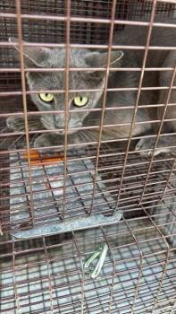 A657504 -  Domestic Short Hair Cat for Adoption in Houston, Texas - A657504 | PetCurious