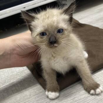 Malibu -  Siamese Cat for Adoption in Franklin, North Carolina - Malibu | PetCurious