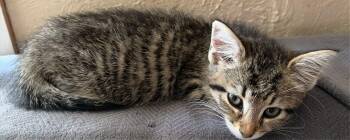 Rescue Tabby Cats for Adoption in Beckley, West Virginia - Toby | PetCurious