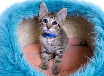 LENNY -  Domestic Short Hair Cat for Adoption in Fort Lauderdale, Florida - LENNY | PetCurious