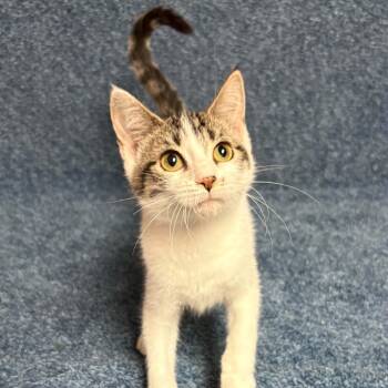 April -  Domestic Short Hair Cat for Adoption in Waterloo, Iowa - April | PetCurious