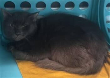 WOLFIE -  Domestic Short Hair Cat for Adoption in Fort Lauderdale, Florida - WOLFIE | PetCurious