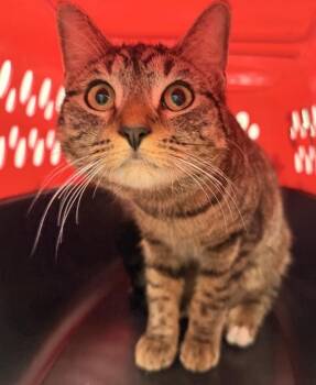 Stella-Ella -  Domestic Short Hair Cat for Adoption - Stella-Ella | PetCurious