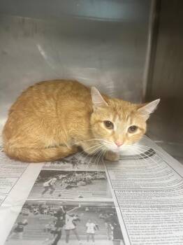 Domestic Short Hair Cats Available for Adoption in Hopkinsville, Kentucky - Bex | PetCurious