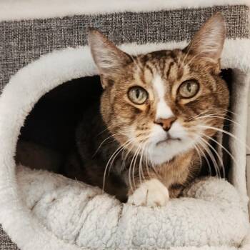 Freddy -  Manx Cat for Adoption in Toms Brook, Virginia - Freddy | PetCurious