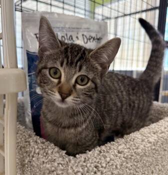 Bear -  Domestic Short Hair Cat for Adoption in Lemoore, California - Bear | PetCurious