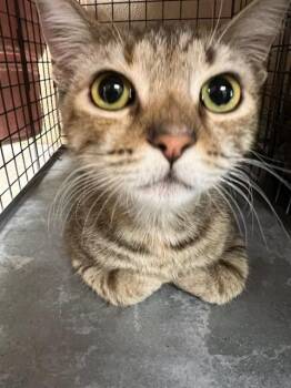 PUMPKIN ROLL -  Domestic Short Hair Cat for Adoption in Fort Myers, Florida - PUMPKIN ROLL | PetCurious