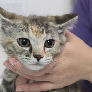 Primrose -  Domestic Short Hair Cat Available for Adoption in Charleston, West Virginia - Primrose | PetCurious