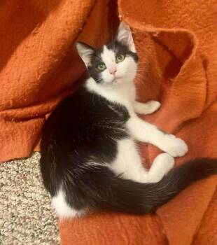 Rescue Domestic Short Hair Cats for Adoption in West Mifflin, Pennsylvania - Ghirardelli | PetCurious