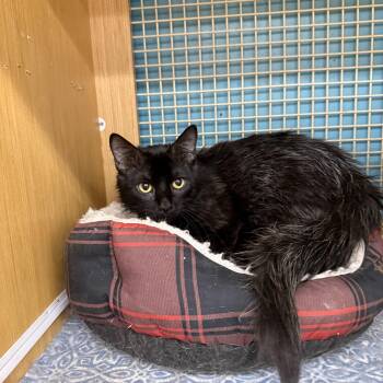 Frank -  Domestic Medium Hair Cat for Adoption in Las Vegas, Nevada - Frank | PetCurious