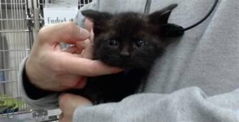 OLLIE -  Domestic Medium Hair Cat for Adoption in Salinas, California - OLLIE | PetCurious