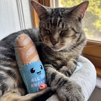 Kenzo -  Domestic Short Hair Cat for Adoption - Kenzo | PetCurious
