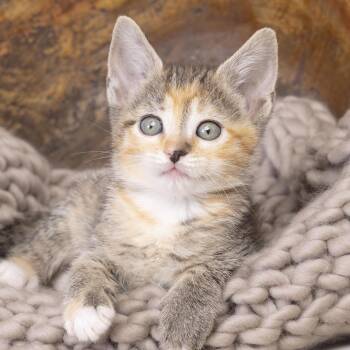 Dancer -  Domestic Short Hair Cat for Adoption in Franklin, Tennessee - Dancer | PetCurious