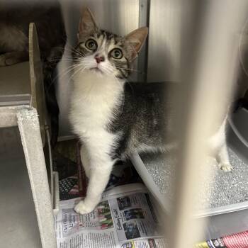 Domestic Short Hair Cats Available for Adoption in Roxboro, North Carolina - Carlie | PetCurious