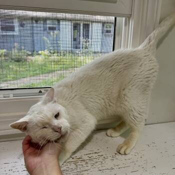 Casper -  Domestic Short Hair Cat for Adoption in Ashland, Ohio - Casper | PetCurious