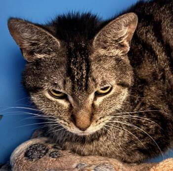 Roxanne -  Domestic Short Hair Cat for Adoption in Golden, Colorado - Roxanne | PetCurious