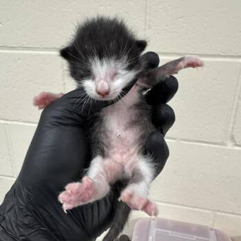 Pippen -  Domestic Short Hair Cat for Adoption in Reno, Nevada - Pippen | PetCurious