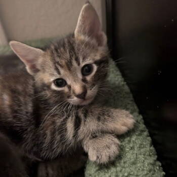 Rescue Domestic Short Hair Cats for Adoption in Dallas, Texas - Tips | PetCurious