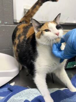 Domestic Short Hair Cats Available for Adoption - Shy | PetCurious