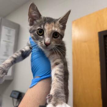 Caroline -  Domestic Medium Hair Cat for Adoption in Columbiana, Alabama - Caroline | PetCurious