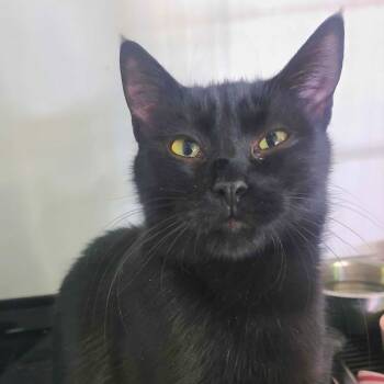 Rescue Domestic Short Hair Cats for Adoption in Hemet, California - Sasha | PetCurious