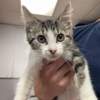 Owen -  Domestic Short Hair Cat for Adoption in South Elgin, Illinois - Owen | PetCurious
