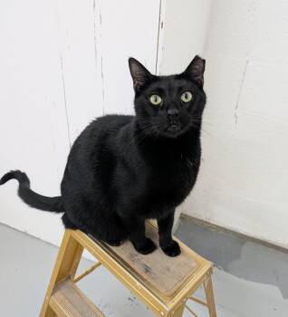 Rescue Domestic Short Hair and Bombay Cats for Adoption in West Palm Beach, Florida - George | PetCurious