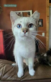 Rescue Siamese Cats for Adoption in Tipp City, Ohio - Raindrop | PetCurious