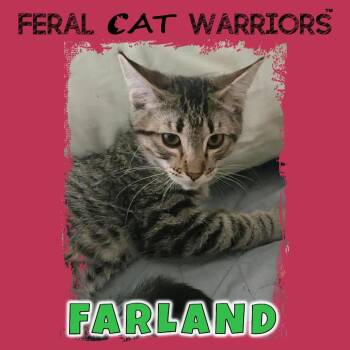 Farland -  Domestic Short Hair Cat for Adoption in Kingman, Arizona - Farland | PetCurious