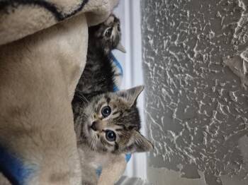Lorelai -  Domestic Short Hair Cat for Adoption in Fruit Heights, Utah - Lorelai | PetCurious