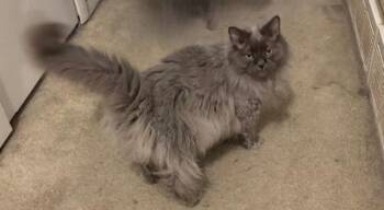 Domestic Long Hair Cats Available for Adoption in Lucas, Texas - Silky | PetCurious