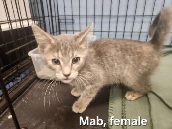 Mab -  Domestic Short Hair Cat for Adoption in Evansville, Indiana - Mab | PetCurious