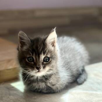 Halo Cloud -  Domestic Short Hair Cat for Adoption in San Pablo, California - Halo Cloud | PetCurious