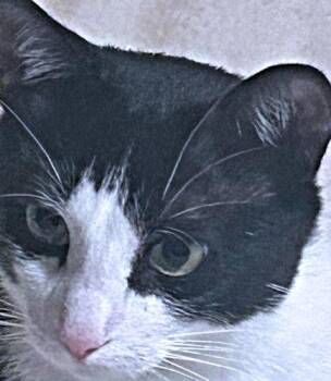 Sven -  Domestic Short Hair Cat Available for Adoption in Rutherfordton, North Carolina - Sven | PetCurious