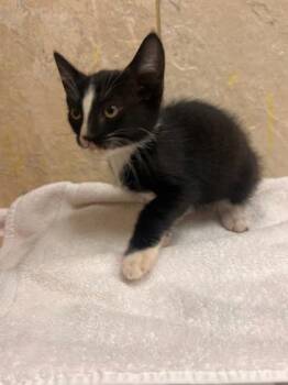 Maxwell -  Domestic Short Hair Cat for Adoption in Honolulu, Hawaii - Maxwell | PetCurious