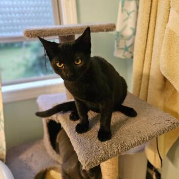 Scar -  Domestic Short Hair Cat for Adoption in Hudsonville, Michigan - Scar | PetCurious