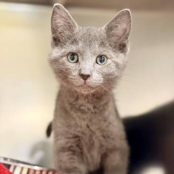 Brie -  Domestic Short Hair Cat for Adoption in Jackson Township, New Jersey - Brie | PetCurious