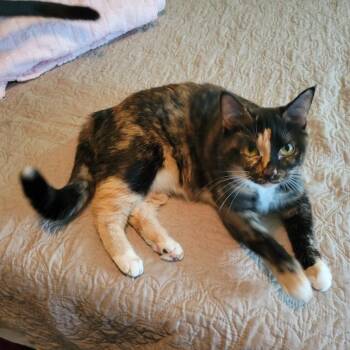 Domestic Short Hair Cats Available for Adoption - Mitzi | PetCurious