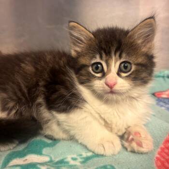Domestic Long Hair Cats Available for Adoption in Belleville, Illinois - Ivy | PetCurious