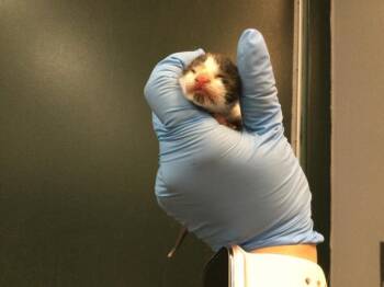 Domestic Short Hair Cats Available for Adoption - SAM | PetCurious