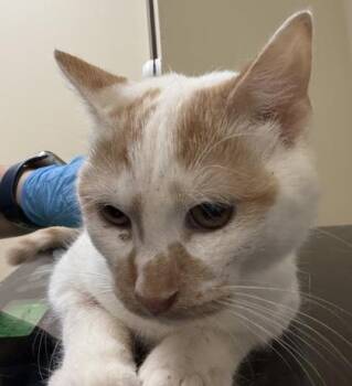 Stormcloud -  Domestic Short Hair Cat for Adoption in West Chester, Pennsylvania - Stormcloud | PetCurious