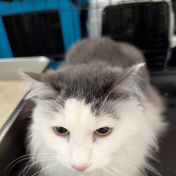 Fuzzy -  Domestic Long Hair Cat for Adoption in Las Vegas, Nevada - Fuzzy | PetCurious