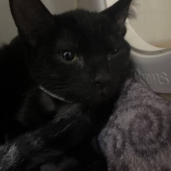 Rescue Domestic Short Hair Cats for Adoption in Yuma, Arizona - Muffy | PetCurious