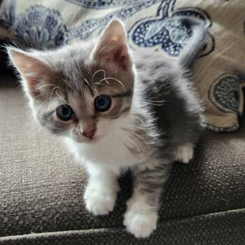 Rescue Domestic Short Hair Cats for Adoption in Columbia, Missouri - Noel | PetCurious