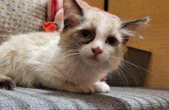 Panda -  Ragdoll Cat Available for Adoption in Gilbert, Arizona - Panda | PetCurious