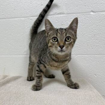 SVAS-Stray-39198 -  Domestic Short Hair Cat for Adoption in Lyndhurst, Virginia - SVAS-Stray-39198 | PetCurious