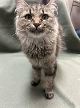 Domestic Medium Hair Cats Available for Adoption in Waterloo, Iowa - Zana | PetCurious