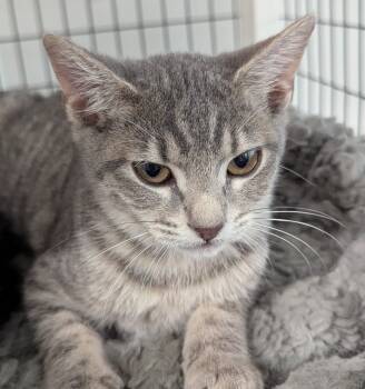 Rescue Domestic Medium Hair Cats for Adoption in St. Augustine, Florida - Pearl | PetCurious