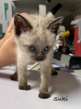 Siamese Cats Available for Adoption in Rutherfordton, North Carolina - Suki | PetCurious